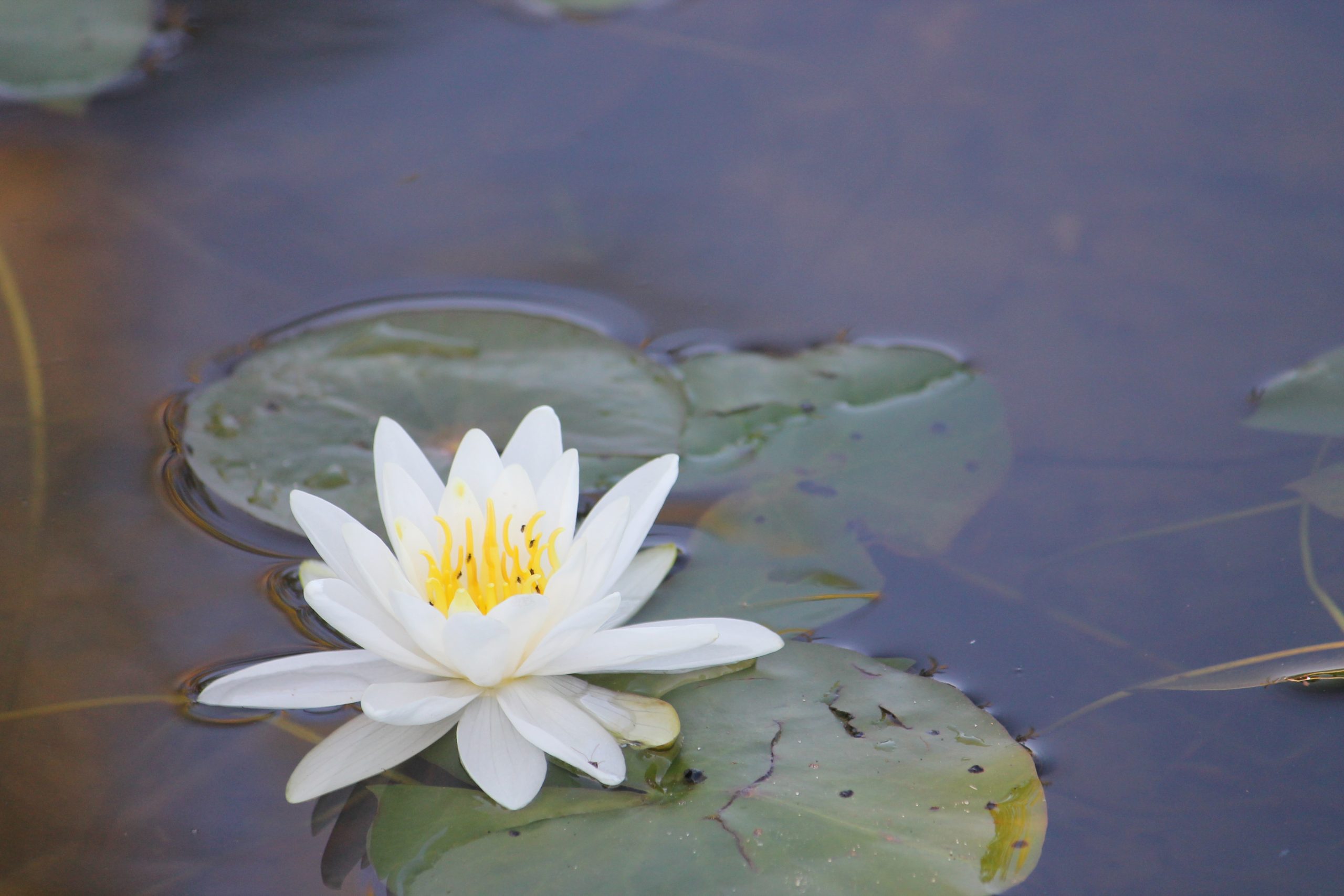 water lily IMG_2461