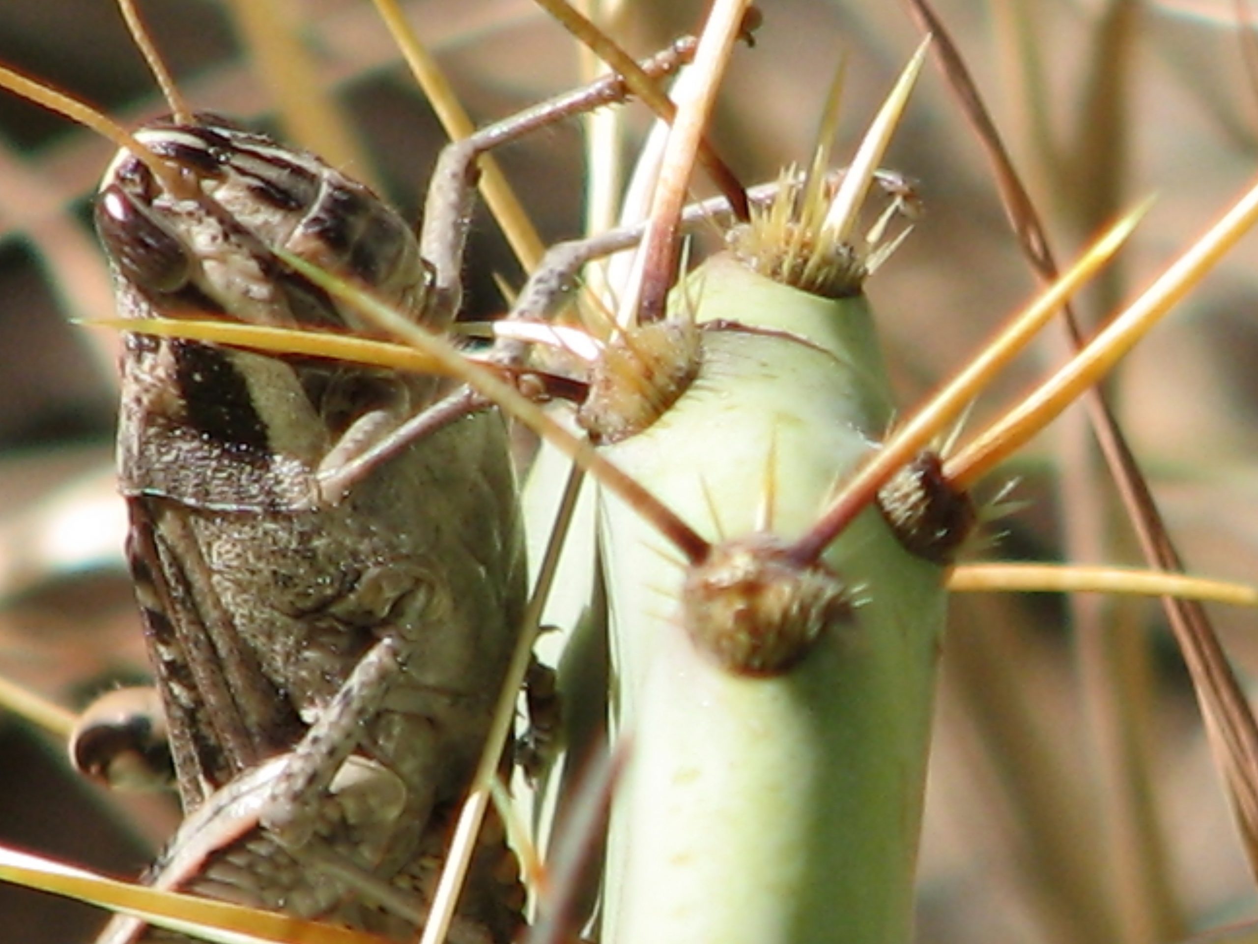 cricket on cactus  542