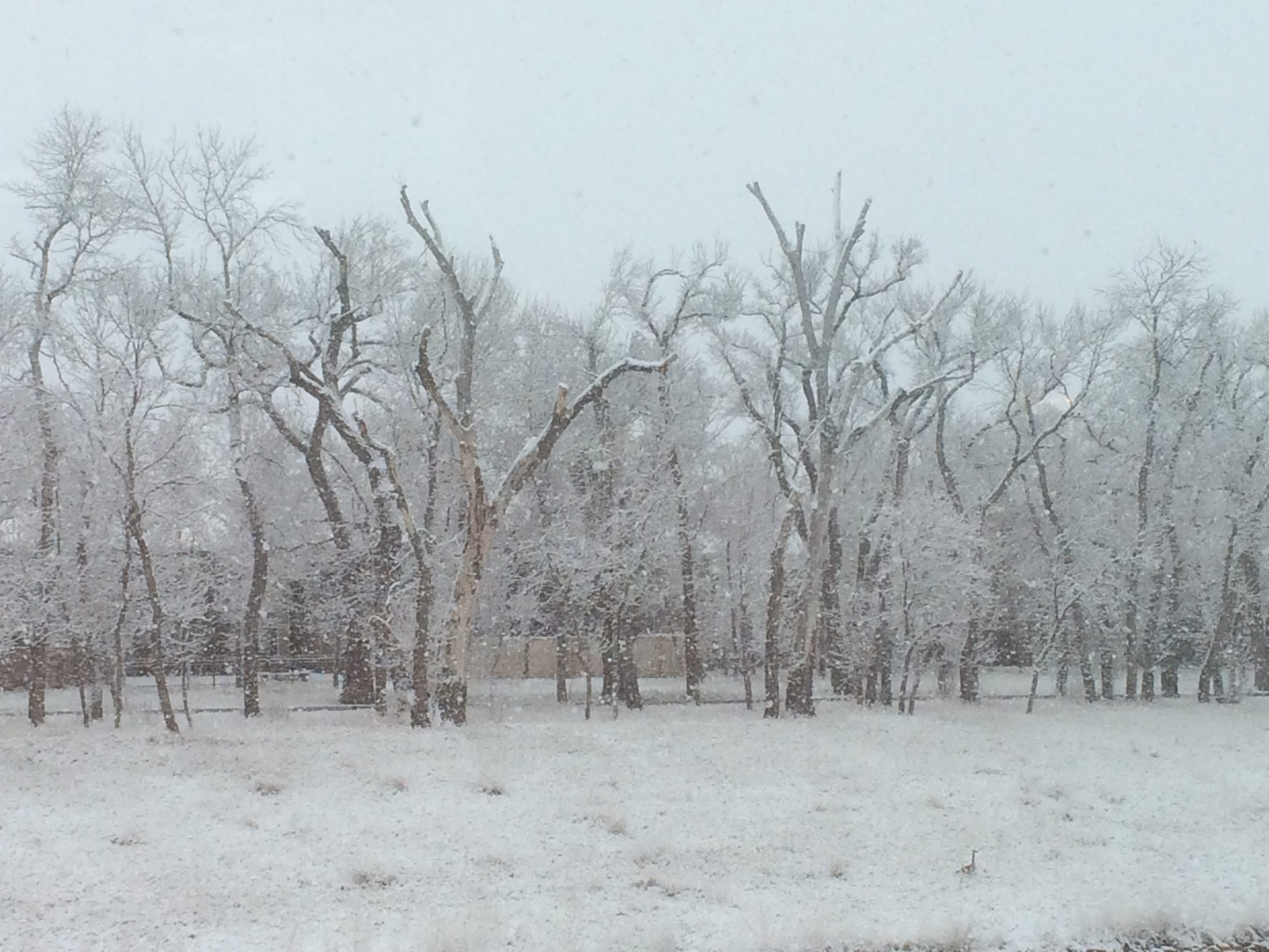 snow trees  136